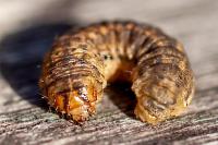 Agrotis