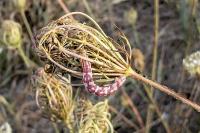Eupithecia centaureata