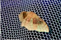 Idaea degeneraria