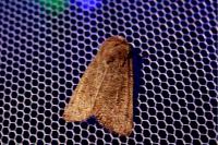 Hoplodrina ambigua