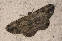 Peribatodes rhomboidaria