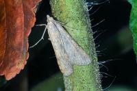 Nomophila noctuella