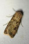 Agrotis segetum
