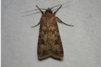 Agrotis segetum