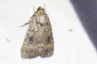 Amphipyra pyramidea