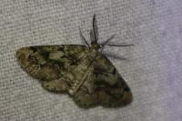 Cleorodes lichenaria