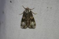 Craniophora ligustri