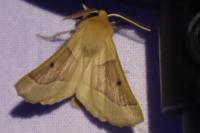 Crocallis elinguaria