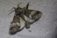 Drymonia querna