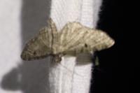 Eupithecia