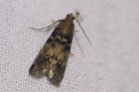 Euzophera pinguis
