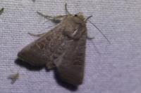 Hoplodrina ambigua
