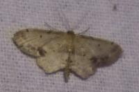Idaea dimidiata