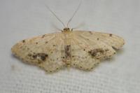 Idaea dimidiata