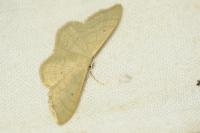 Idaea straminata