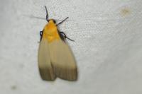 Lithosia quadra
