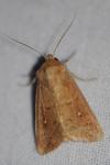 Mythimna albipuncta