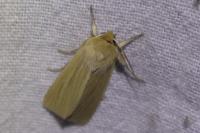Mythimna pallens