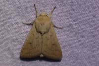 Mythimna vitellina