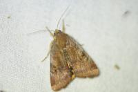 Noctua janthe/janthina