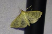 Patania ruralis