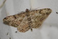 Peribatodes rhomboidaria