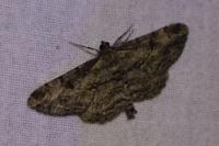 Peribatodes rhomboidaria