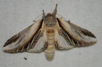 Pheosia tremula