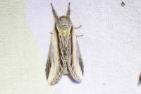 Pheosia tremula