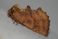 Ptilodon capucina