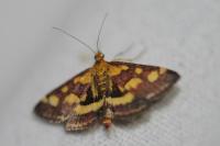 Pyrausta purpuralis