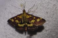 Pyrausta purpuralis
