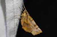 Selenia dentaria