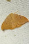 Watsonalla binaria