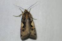Xestia c-nigrum