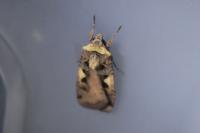 Xestia c-nigrum