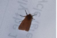 Phragmatobia fuliginosa