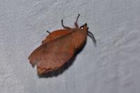 Gastropacha quercifolia