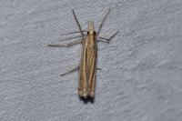 Ancylolomia tentaculella