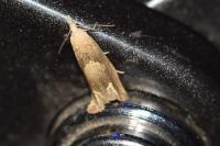 Eucosma conterminana