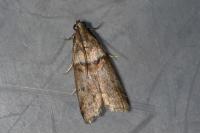 Acrobasis tumidana