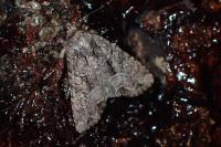 Mesapamea secalella/secalis