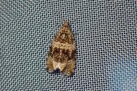 Celypha lacunana