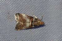 Acrobasis advenella