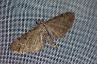 Eupithecia virgaureata