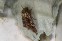 Callopistria juventina