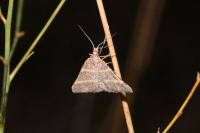Perigune narbonea
