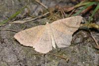Cyclophora ruficiliaria