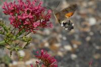 Macroglossum stellatarum