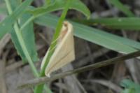 Rhodometra sacraria